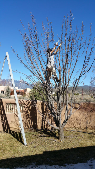 Tree, services landscaping and water feature services in Taos, Santa Fe and throughout New Mexico. 
